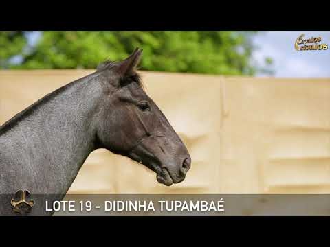 LOTE 19   DIDINHA TUPAMBAÉ