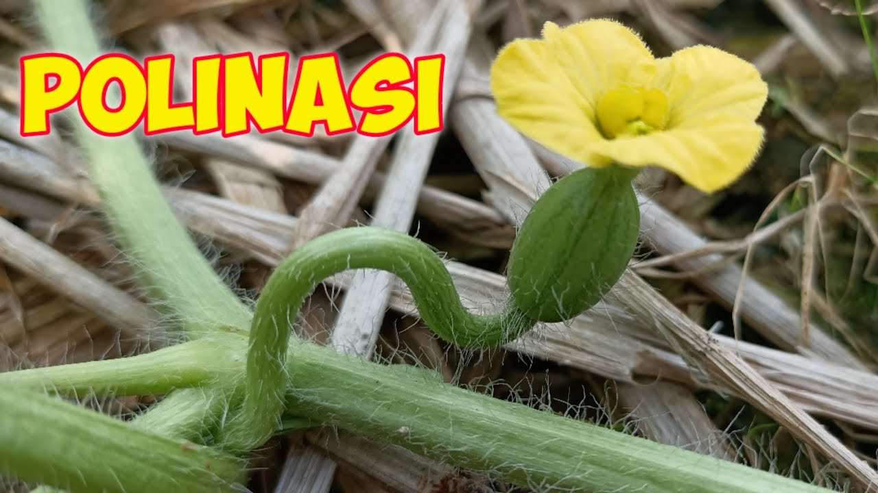 (13) POLINASI / PENYERBUKAN BUNGA SEMANGKA