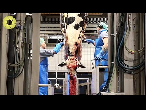 Inside The Meat Processing Plant - Inside The Food Factory | Incredible Process Worth Watching HD's Avatar