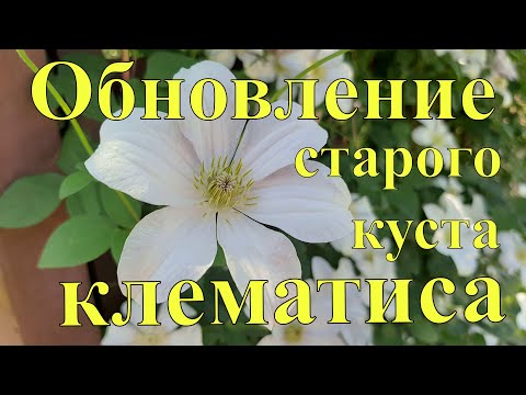 Video: Clematis Nakli Rehberi: Clematis Asmalarını Yeniden Dikme İpuçları