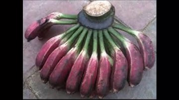 Chữa sỏi thận bằng cây chuối hột cực kì hiệu quả - Chữa sỏi thận bằng thuốc dân gian.