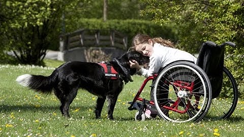 Service Dog Trainer course