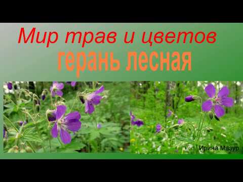 Video: Forest Geranium