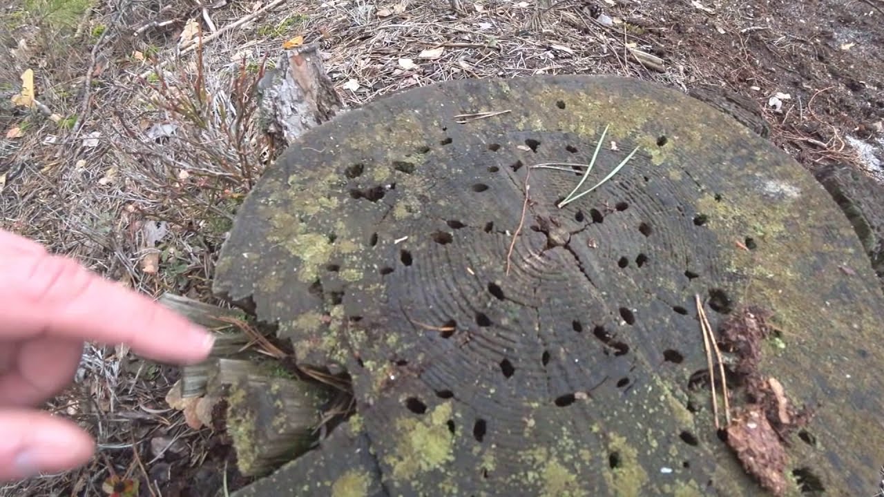 ЛОВЛЯ ФАЗАНА ЛОВУШКАМИ ЯИЧНИЦА НА ПРИРОДЕ