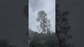 Celebrity Negative Rigging with x Rings Wealth