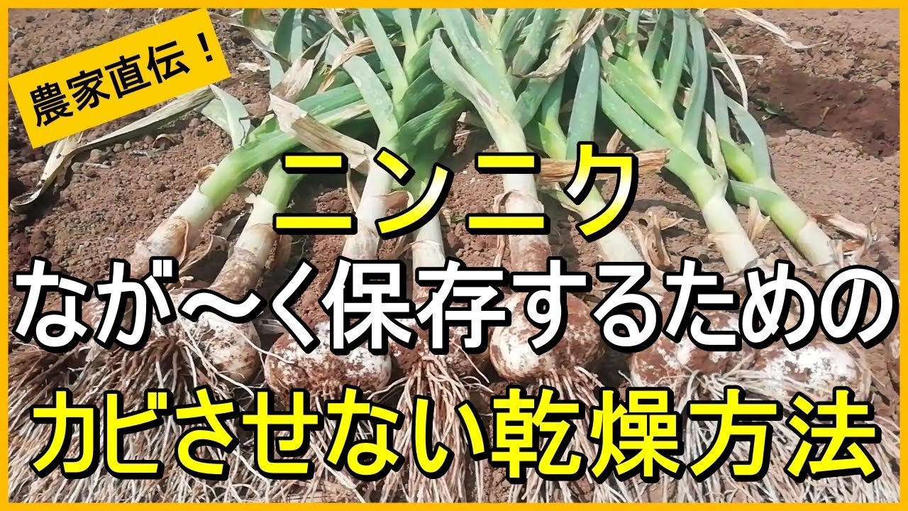 【にんにく栽培】収穫後の正しい乾燥方法と長期保存のコツを解説【有機農家直伝！無農薬で育てる家庭菜園】 24/6/7