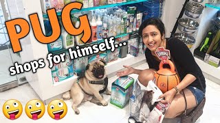 SimbaThe Pug does his own New Year Shopping