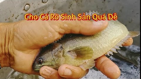 Cách Cho Cá Rô Sinh Sản