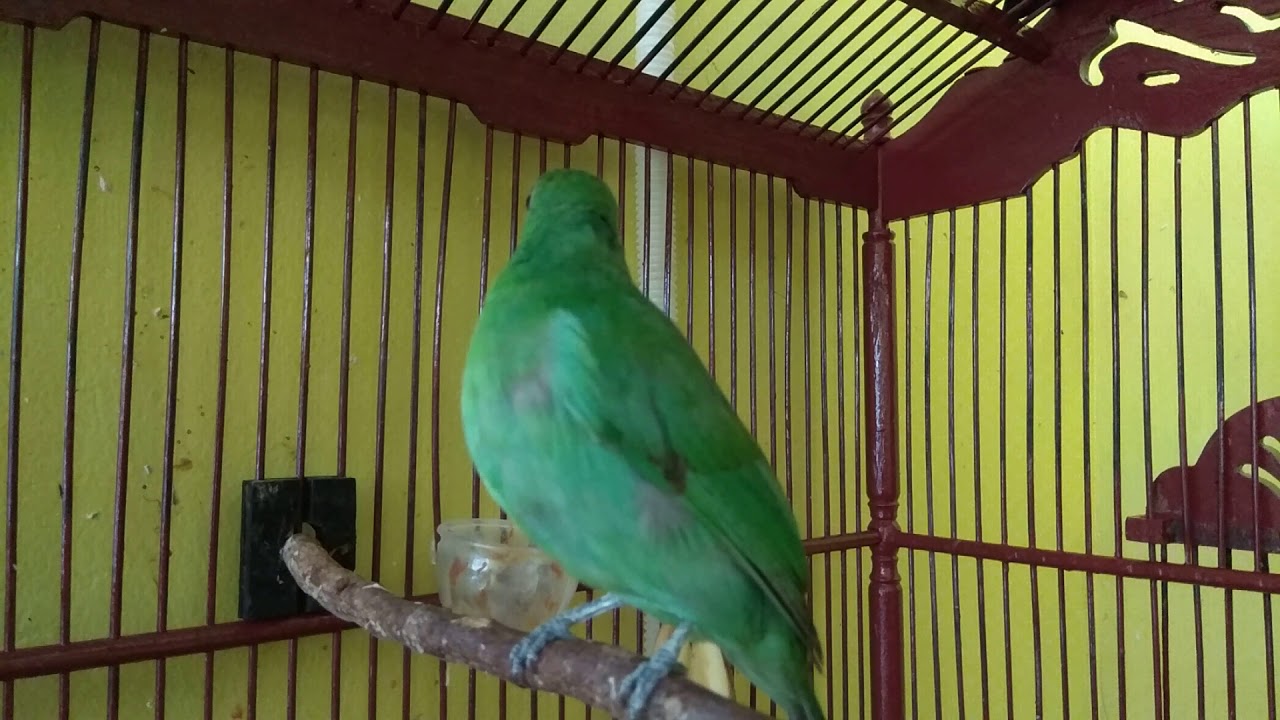 Cucak Ijo 