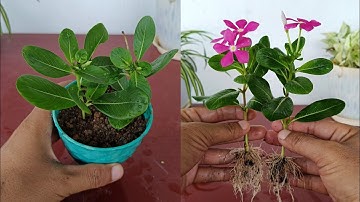 How to grow Vinca plant from cuttings
