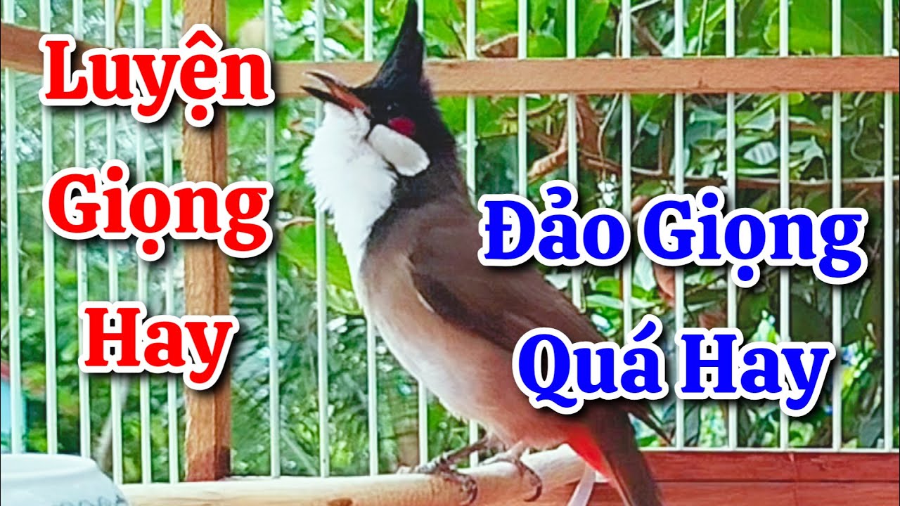 chào mào hót sáng kích bổi - luyện giọng hay ép bổi sổ bọng và căng lửa - chào mào hót đấu