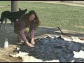 Cowhide Tanning Basics - Step 4: Washing