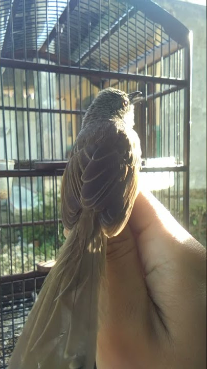 ciblek gunung brem gelombang