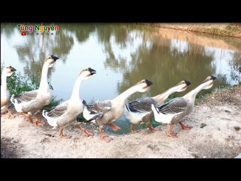 Video Tiếng kêu con Ngỗng, Hình ảnh con Ngỗng | TungNguyen - youtube