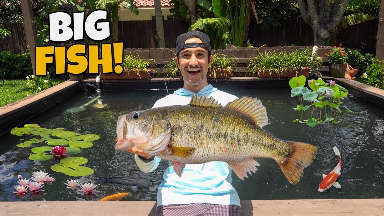 Chasing BIG FISH For My Backyard POND!! *Live Stream* - YouTube