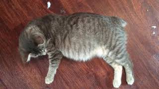 Pregnant American Bobtail (Hopes Cattery-Michigan) by Hopes Cattery 76 views 5 years ago 1 minute, 25 seconds