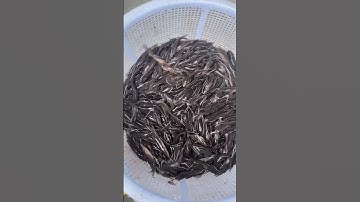 Cá lăng giống. Cá lăng đuôi đỏ giống. Cá lăng nha giống.0909770509 #cagiong #ca #calang #calanggiong