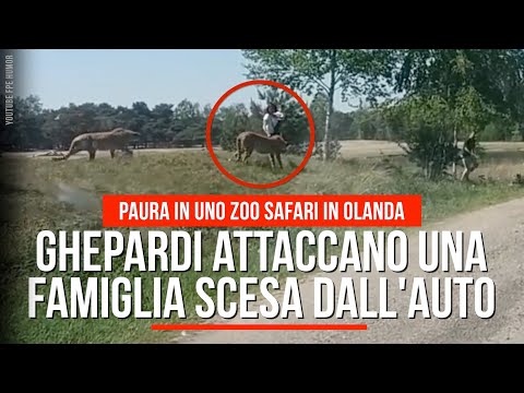 Video: I ghepardi attaccherebbero gli umani?