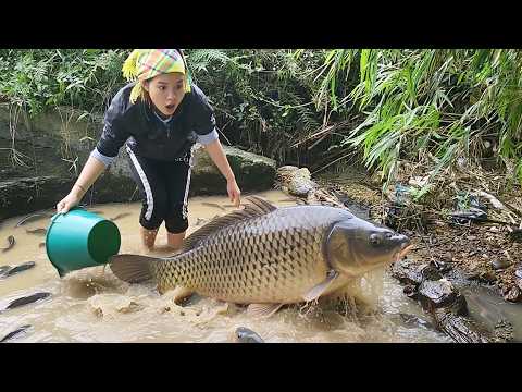 Discovering A Puddle With Many Fish Using A Tree And Net To Catch Big ...