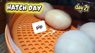 Hatch Day: Egg Incubation Results (Day 21-22)