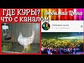 ГДЕ КУРЫ❓ЧТО СЛУЧИЛОСЬ❓читай в описании