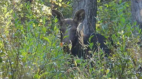Slightly Scary Moose Encounter on the Wood Bison Trail at Elk Island National Park