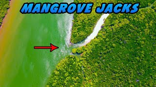 EPIC Top water Mangrove JACK  Fishing