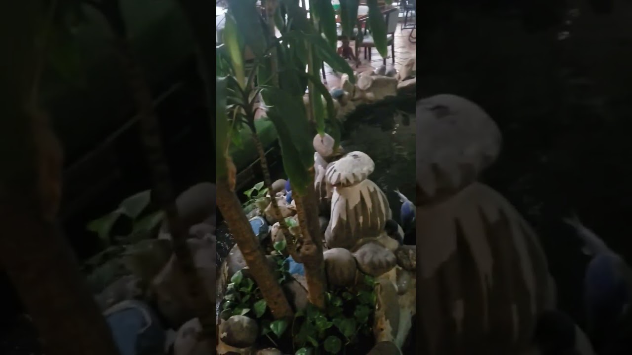 ngắm cá koi nghe tiếng ếch nhái kêu ????#short - youtube