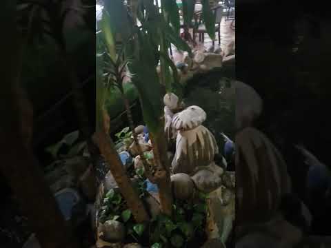 Video ngắm cá koi nghe tiếng ếch nhái kêu ????#short - youtube