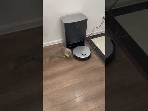 Robot hút bụi