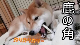 鹿の角を絶対に奪われたくない柴犬　絕不想被奪走鹿角的柴犬