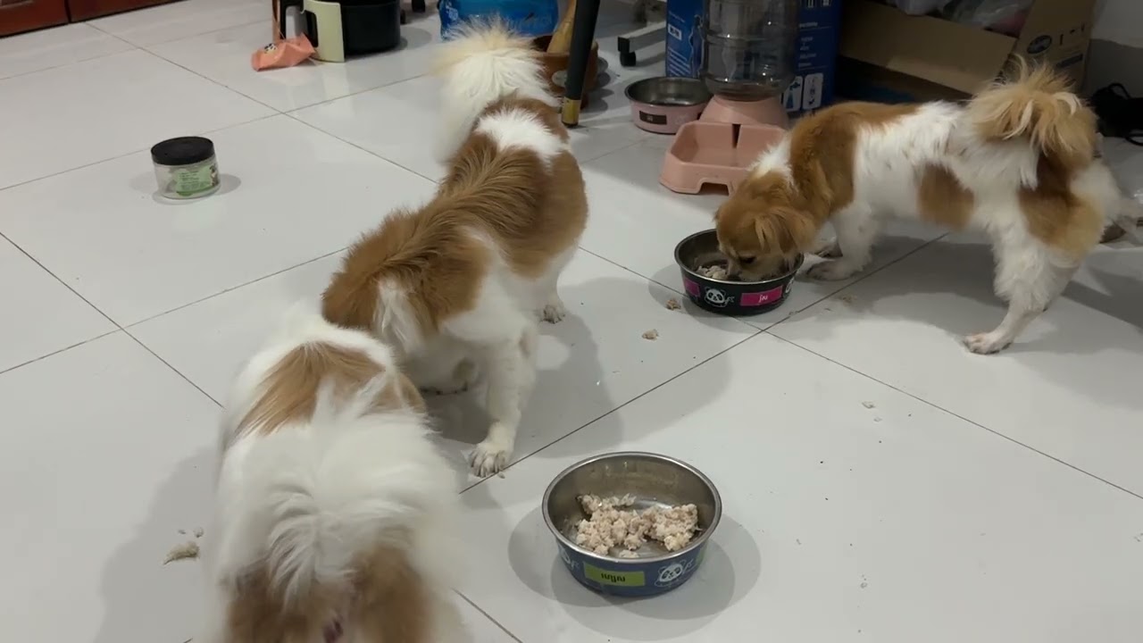 Halfway to a thousand tail wags