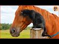 Cat Rides His Favorite Horse Every Day - Until A Sudden Move Changed Their Lives