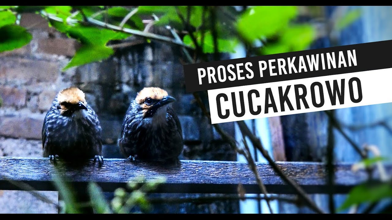 cara mengawinkan burung cucak rowo