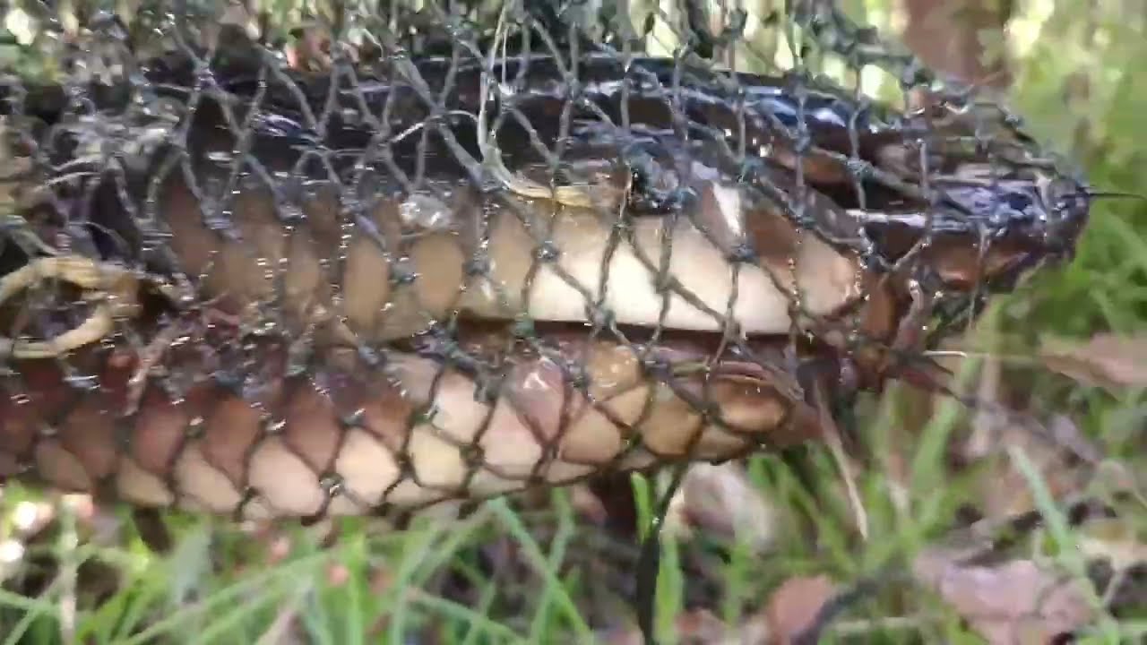 Pasang bubu → angkat bubu → TERKEJUT! 🐍😱