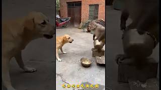 Monkey Aisa mat karo🤣#shorts #sorts #youtubeshorts #shortvideo #monkey #dog #funny #comedy #love