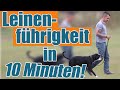 Der Trainereffekt - Leinenführigkeit in 10 Minuten