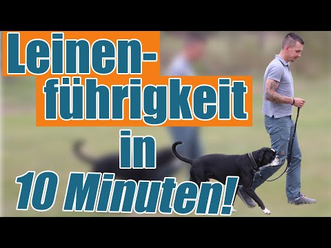 Video: Hunde mit grabendem Verhalten