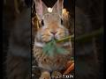 Rebbit inside his house. #rebbit #animalshorts #
