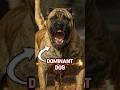Presa Canario Shows Raw Dominance In Real Time PresaCanario DominantDogs GuardDogPower Presa Canario Shows Raw Dominance In Real Time PresaCanario DominantDogs GuardDogPower