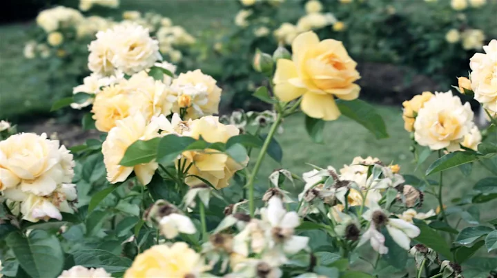 Brayden & David Cressman Wedding Video
