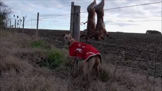 GALGA CORRIENDO SOLA...CHUSMITA