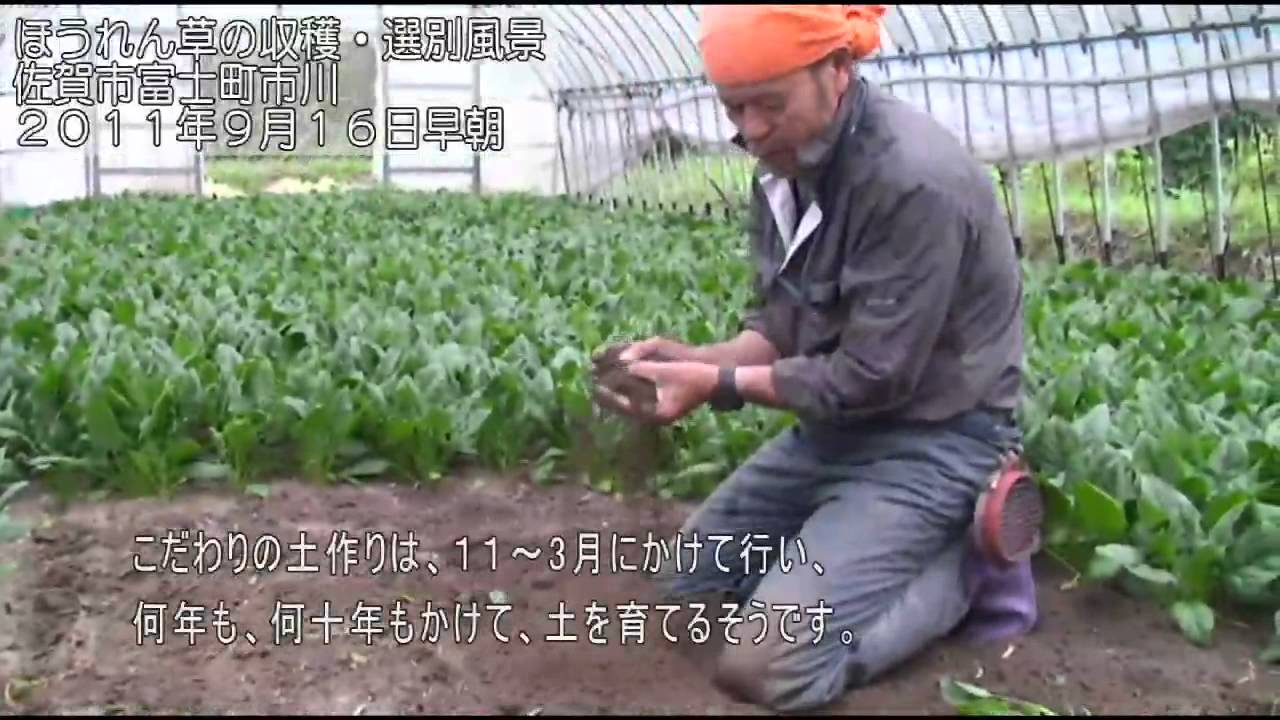 ほうれん草の収穫 選別風景 佐賀市富士町 11 09 16 Youtube