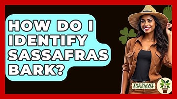 How Do I Identify Sassafras Bark? - The Plant Enthusiast