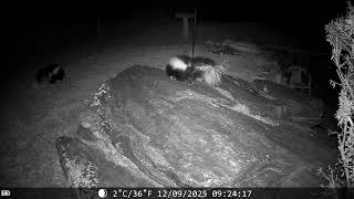 trail cam    skunk night on the rock dinner plate 12/10/25