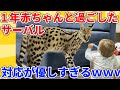 【2ch動物スレ】赤ちゃんが生まれたときから一緒にいるサーバルキャット→最強に優しすぎるwwwww
