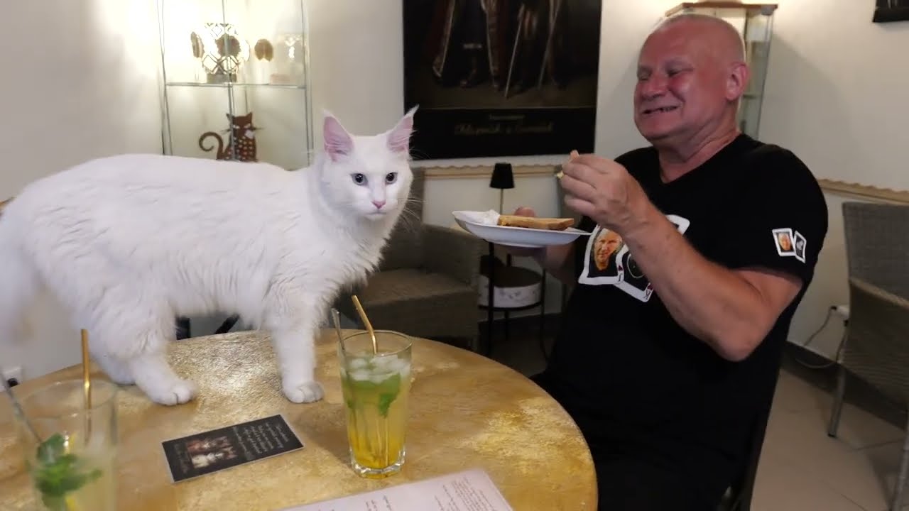 Kočíčí kavárna, ta ze Smíchova 🐱