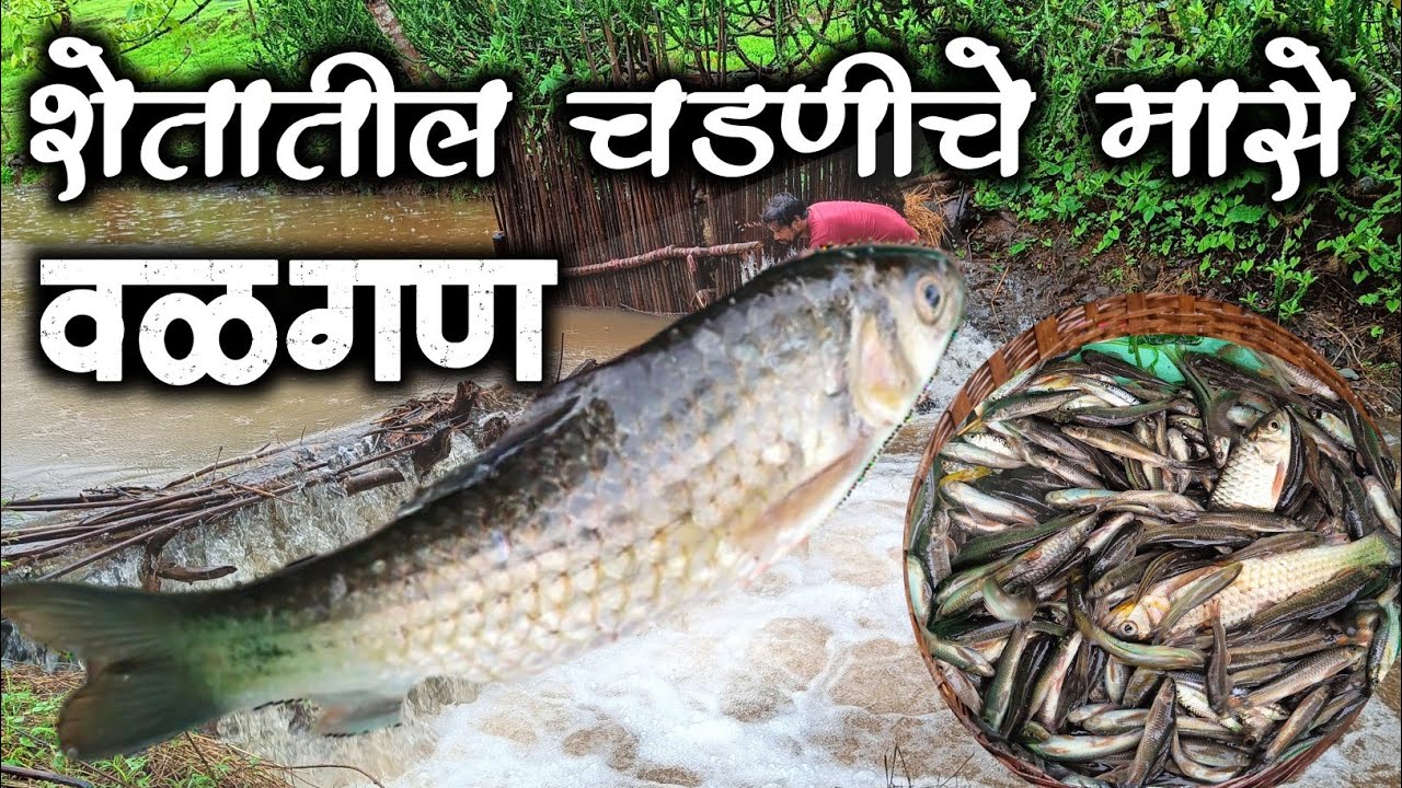 Shetatil Raste पारंपारिक पद्धतीने पकडेलेले चडणीचे मासे || Shetatil chadniche mase ...