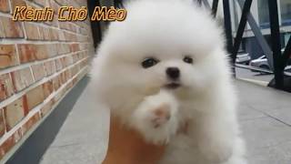 Chó mèo dễ thương nhất thế giới - chó con dễ thương đáng yêu nhất quả đất