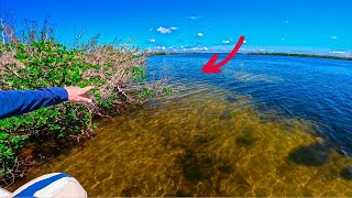 DUNKED MY GoPro! Under Mangrove Bush | SPADEFISH HABITAT